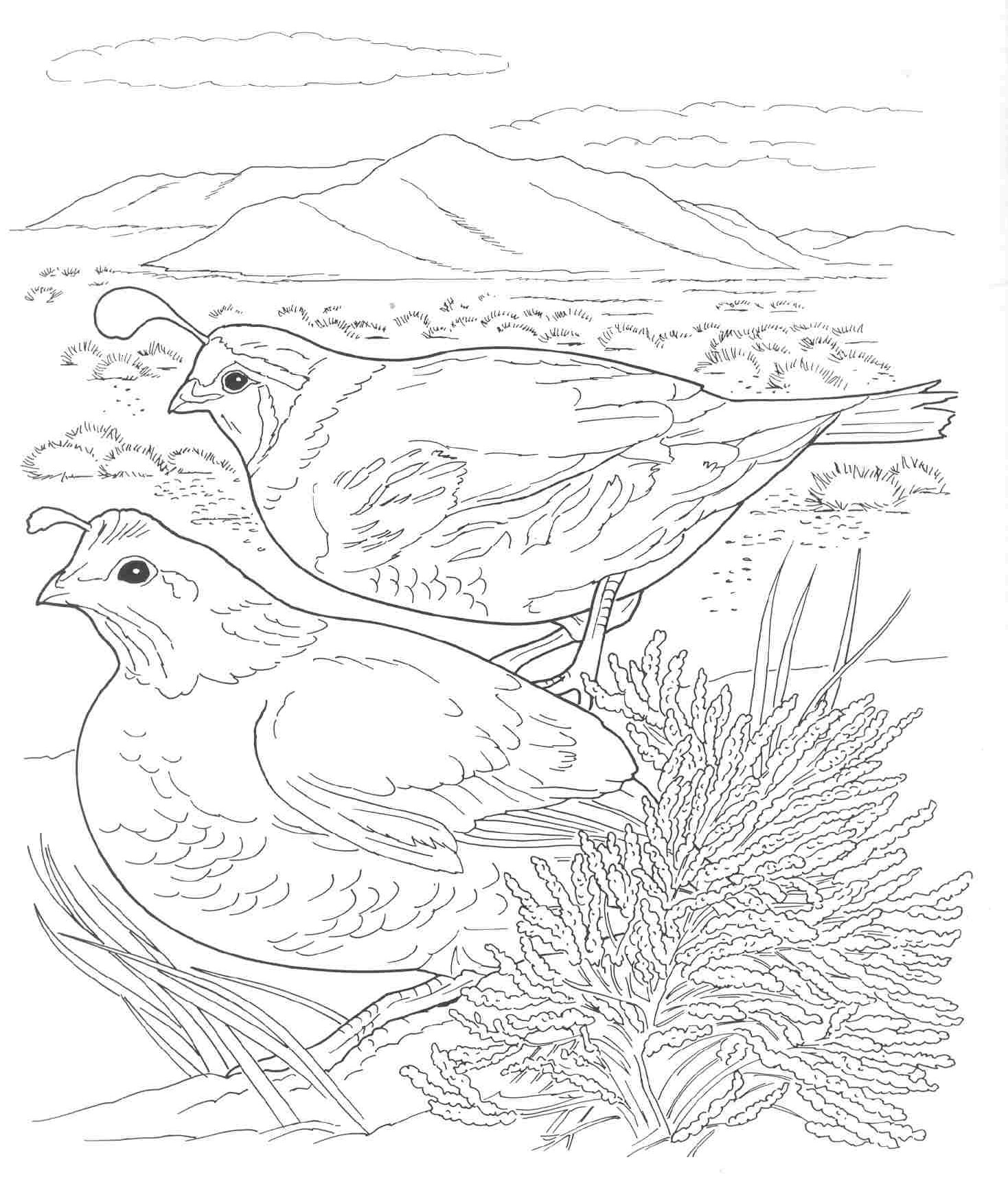cali coloring pages - photo #23